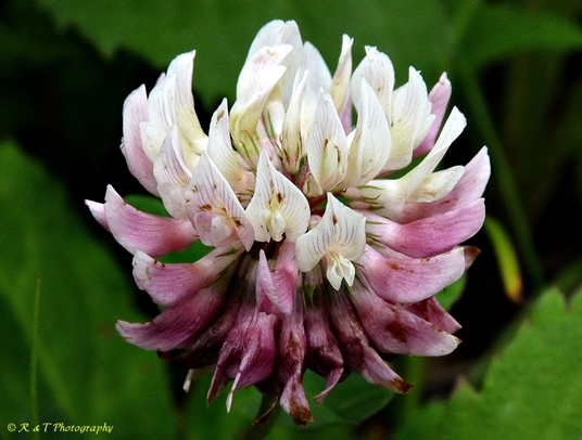{Trifolium hybridum}